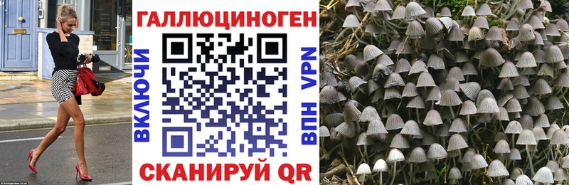 закладка  Протвино  Псилоцибиновые грибы Cubensis 
